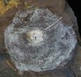 Fossil Juglandaceae (Winged Walnut) Fruit - North Dakota #29134-1